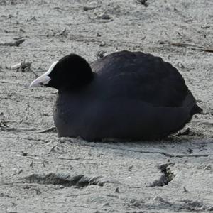 Common Coot