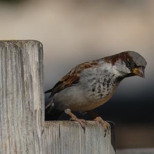 House Sparrow