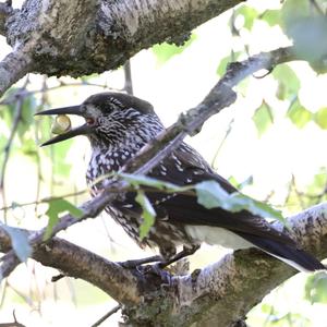 Spotted Nutcracker