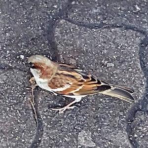 House Sparrow