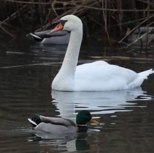 Mute Swan