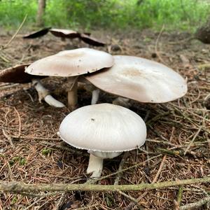 Red-staining Mushroom