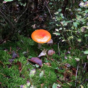 Emetic Russula