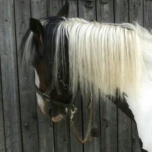 Gypsy Vanner Horse