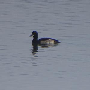 Tufted Duck