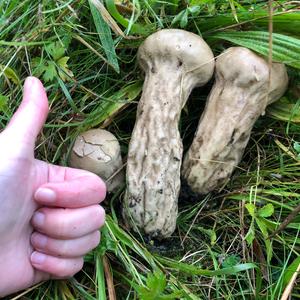 Pestle-shaped Puffball