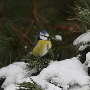 Blue Tit