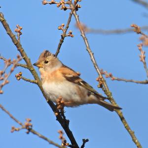 Brambling