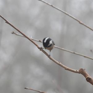 Coal Tit