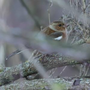 Eurasian Chaffinch