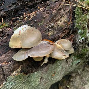 Late Fall Oyster