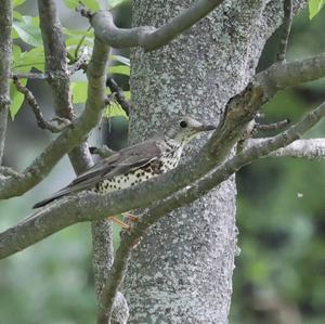 Mistle Thrush