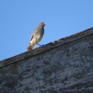 Black Redstart