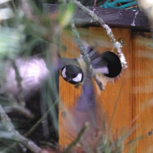 Great Tit