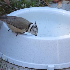 Crested Tit