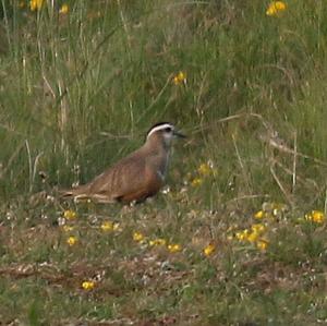 Eurasian Dotterel