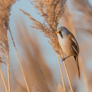 Bearded Parrotbill