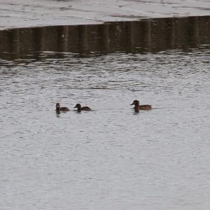 Common Teal