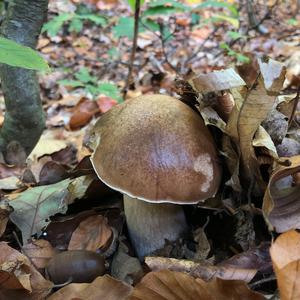 King Bolete