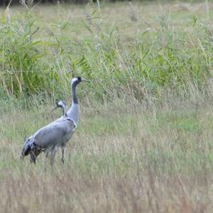 Common Crane