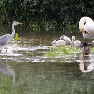 Grey Heron