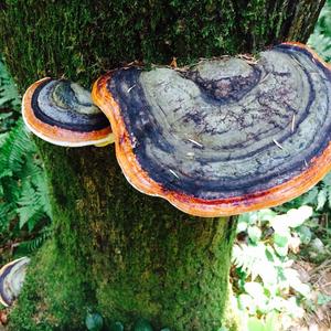 Red-belted Polypore