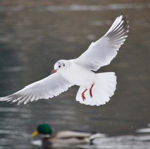 Black-headed Gull