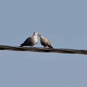 Eurasian Collared-dove