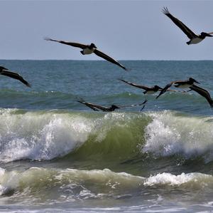 Brown Pelican