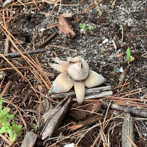 Collared Earthstar