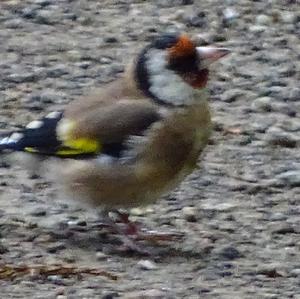 European Goldfinch