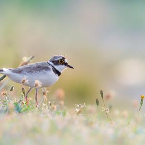 Little Ringed Plover