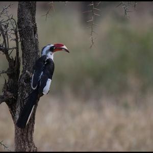 Von der Decken's Hornbill