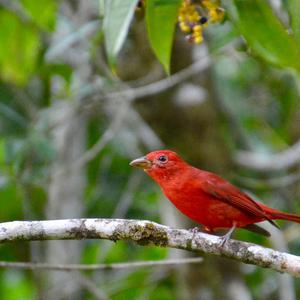 Summer Tanager