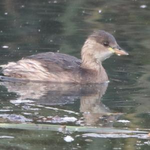 Little Grebe