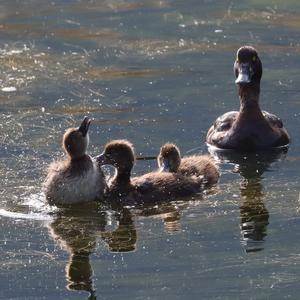 Tufted Duck