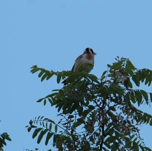 European Goldfinch