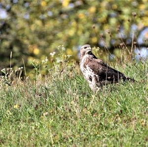 Mäusebussard