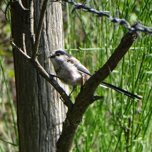 Long-tailed Tit