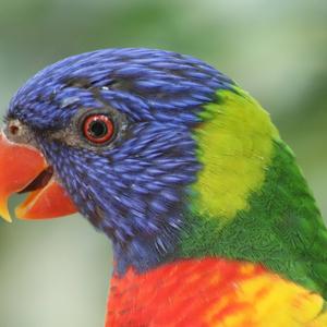 Rainbow Lorikeet