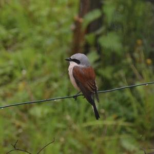 Red-backed Shrike