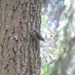 Wood Nuthatch