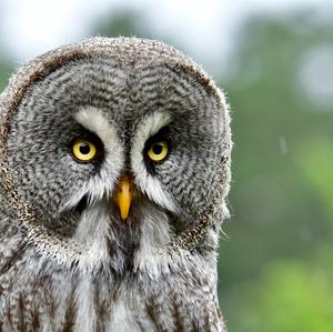 Great Grey Owl