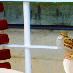 House Sparrow