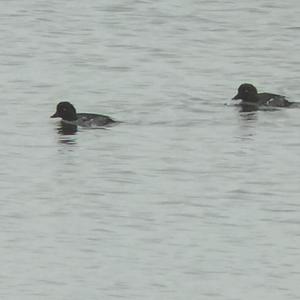 Common Goldeneye