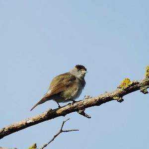 Blackcap