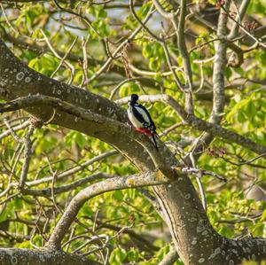 Great Spotted Woodpecker