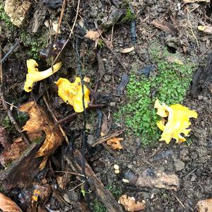 Chanterelle, Common