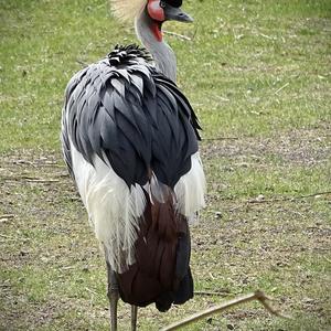 Black Crowned-crane