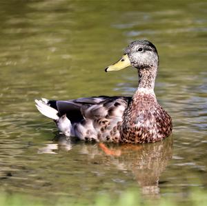 Mallard